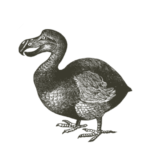 AVE DODO